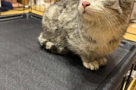 Найдена кошка, Ростов-на-Дону, фото: Кошка найдена на Жмайлова, 4Е, Ростов-на-Дону