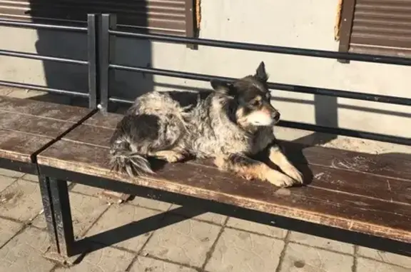 Собака в беде: Социалистическая, Грязи