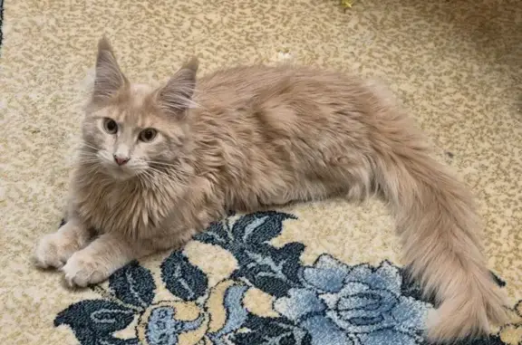 Кошки потеряшки, Москва, фото: Потеряшка кошка на Курганской, 4, Москва