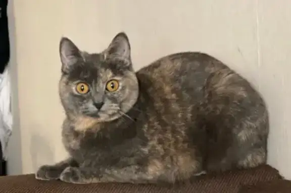 Кошки потеряшки, Рязань, фото: Потеряшка кошка, ул. Никулина, 34, Рязань