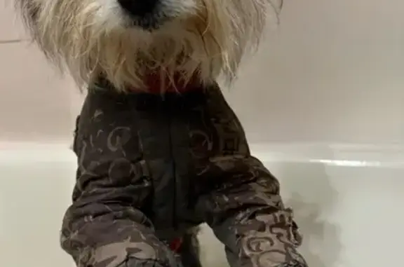 Собака найдена: Юбилейная 6А, Варские