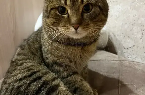 Найдена кошка, Бородино, фото: Кот найден у ЗАГСа, ул. Ленина, Бородино