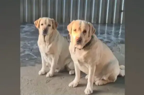 Собаки потеряшки, , фото: Потеряшкаи лабрадоры, Школьная ул., Маркин