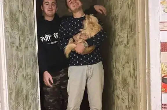 Собаки потеряшки, Киров (Калужская обл.), фото: Потеряшка собака, Заводская ул. 5, Киров