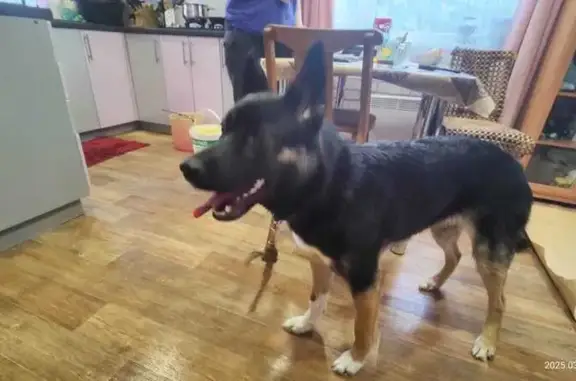 Собака найдена в кооп. 