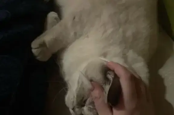 Кошки потеряшки, Армавир, фото: Потеряшка кот, ул. Ефремова 107, Армавир