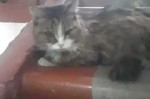 Кошка найдена: ул. Шилова, 61Б, Чита