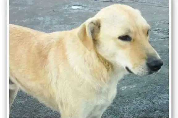 Собаки потеряшки, Новокузнецк, фото: Потеряшка собака, Ельцовская 6, Новокузнецк