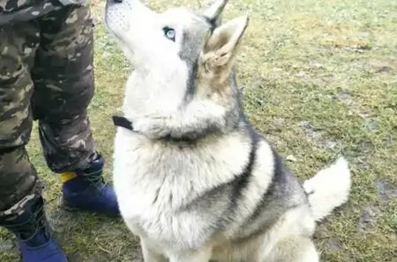 Найдена собака, Зюзино, фото: Собака найдена в Зюзино, 127