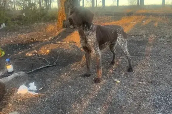 Найдена собака, Тамбовская область, фото: Кобель найден у трассы в Полковом, Тамбовщина