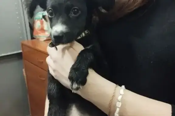 Найдена собака, , фото: Найдена собака, ул. Чуйкова, 29, Казань