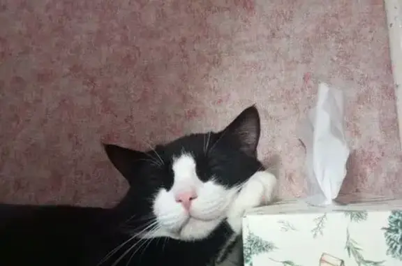 Кошки потеряшки, Котлас, фото: Потеряшка кот Коржик, ул. Гагарина, 26, Котлас