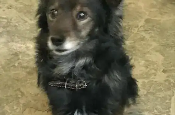 Найдена собака, , фото: Собака найдена: ул. Кошевого 14, Казань