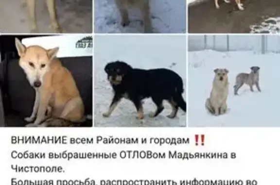 Собака найдена: ул. Толстого, 162, Чистополь