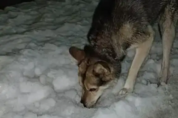 Найдена собака, Петрозаводск, фото: Собака найдена: Глинки 6, Петрозаводск
