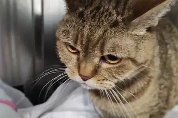 Найдена кошка, Красногорск, фото: Кошка найдена у двери, ул. Братьев Горожанкиных