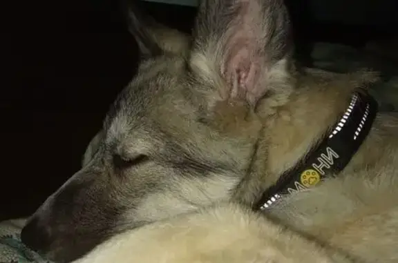 Собаки потеряшки, Кузнечихинское, фото: Потеряшка собака в Пазушино, Кузнечихинское