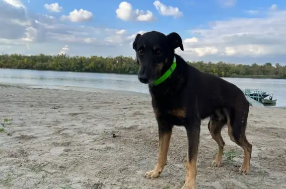 Собаки потеряшки, городской округ Батайск, фото: Потеряшка собака, ул. Есенина, 7, Батайск