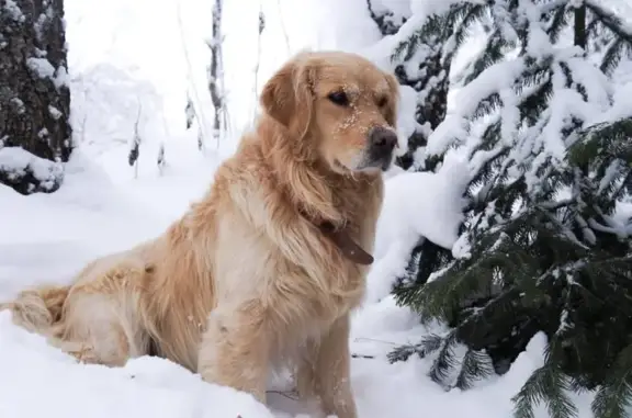 Собаки потеряшки, Томск, фото: Потеряшка собака на Левобережной, Томск