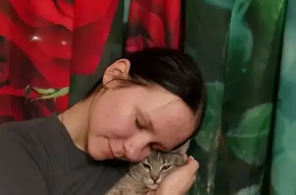 Кошки потеряшки, Торжок, фото: Потеряшка кошка, Ленинградское шоссе, 11