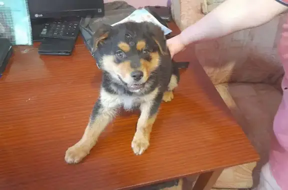 Щенок найден на ул. Чайковского, Южный