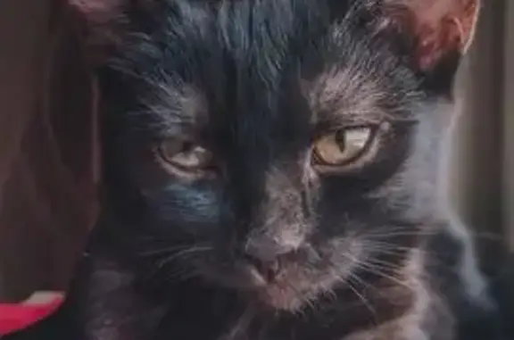 Кошки потеряшки, Саратов, фото: Потеряшка чёрная кошка, Огородная 210, Саратов