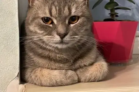 Кошки потеряшки, Славянск-на-Кубани, фото: Потеряшка котик, ул. Фурманова, 66, Славянск