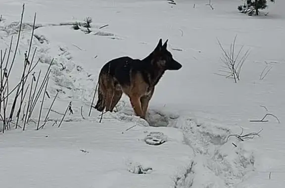 Найдена собака, Нагорный, фото: Собака найдена на Волочаевской, Нагорный