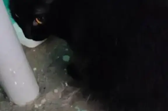 Найдена черная кошка, Марковцева 24, Кемерово