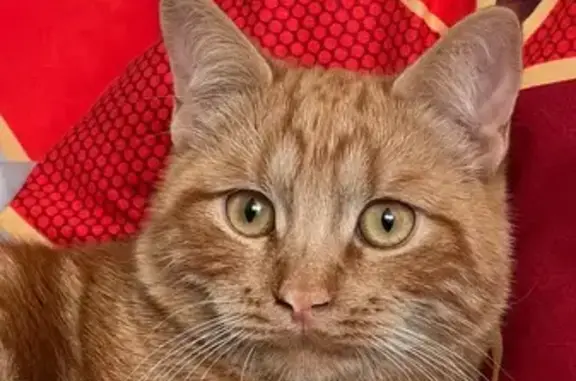 Кошки потеряшки, Ставропольский край, фото: Потеряшка рыжий кот, Кисловодск, у больницы