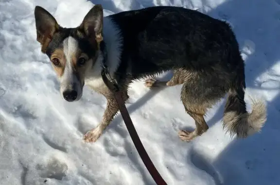 Найдена собака, Чебоксары, фото: Собака найдена: Кадыкова 2А, Чебоксары