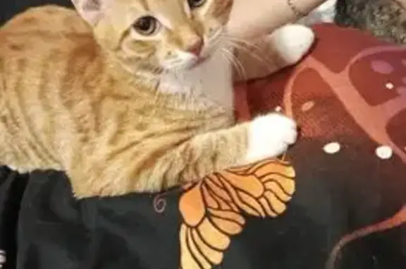 Объявления о пропавших и найденных животных, Константиновский, фото: Пропала кошка, ул. 20 лет Октября, 11