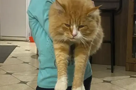 Потерянные животные Михайловск, фото: Пропал рыжий кот, ул. Войкова 114, Михайловск