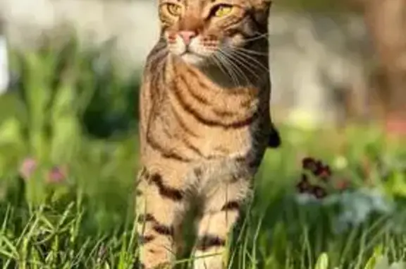 Кошки потеряшки, Кубинка, фото: Потеряшка кот на Наро-Фоминском ш., Кубинка