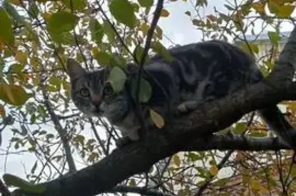 Пропала кошка Барсик, Ушакова 39, Сальск