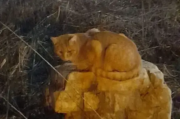 Кошка найдена: ул. Можайского, 61, Тверь