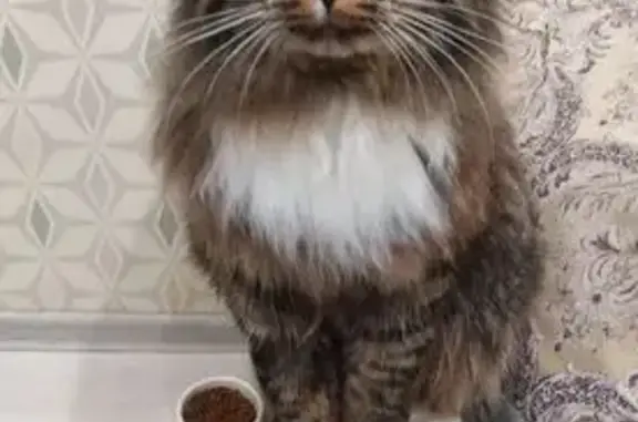 Кошки потеряшки, Иркутск, фото: Потеряшка кошка, ул. Грибоедова, 94, Иркутск