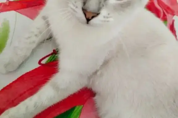 Кошки потеряшки, Волжский, фото: Потеряшка кошка, ул. Мира, 35, Волжский