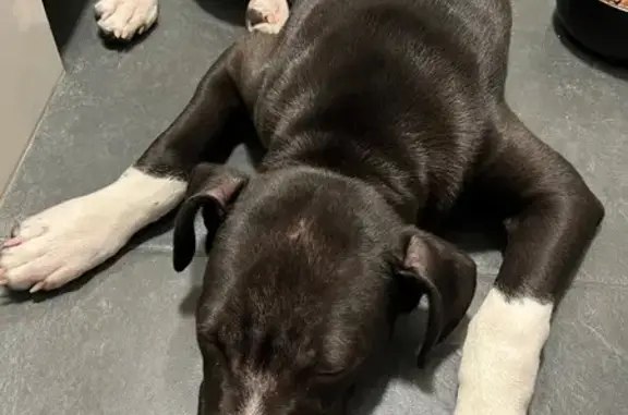 Найдена собака, Тамбов, фото: Щенок найден у KFS, Советская, Тамбов