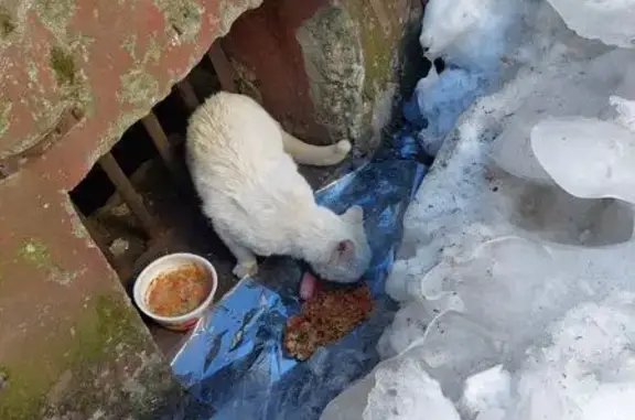 Найдена кошка, Петропавловск-Камчатский, фото: Белый кот найден у дома Океанская 77