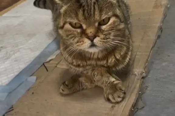Кошка найдена: Кленовая ул., Падерина