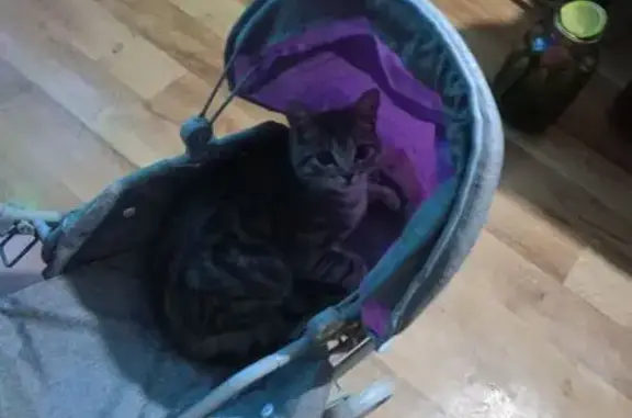 Кошки потеряшки, Верх-Чита, фото: Потеряшка кот Серый, Речная ул., Верх-Чита