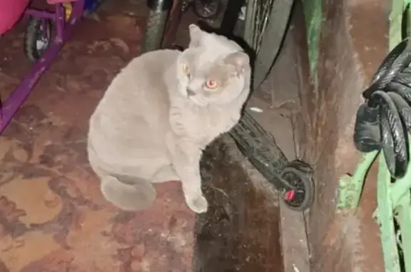 Найденные животные Рузаевка, фото: Кошка найдена: ул. Байкузова, 140, Рузаевка