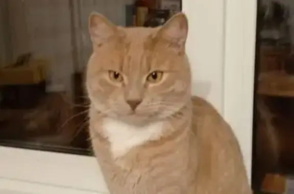 Кошки потеряшки, Москва, фото: Потеряшка кот Персик, Ангарская ул. 41, Москва