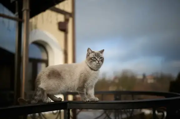 Пропала кошка, Быковский проезд, 19А