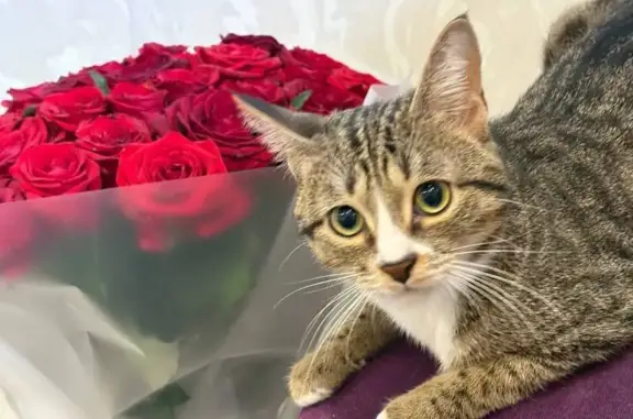 Кошки потеряшки, Рязань, фото: Потеряшка кошка, ул. Чкалова 12, Рязань