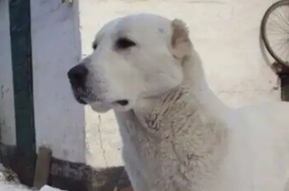 Собаки потеряшки, Аткарск, фото: Потеряшка собака, Ртищевская ул., Аткарск