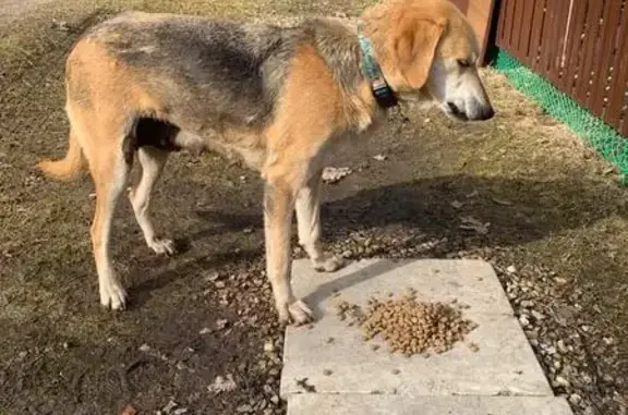 Найдена собака в СНТ Заворово, МО