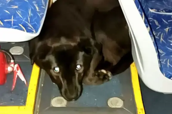 Найдена собака в троллейбусе, Карла Маркса 207