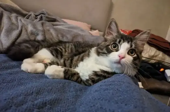 Объявления о пропавших и найденных животных, Москва, фото: Кот пропал: Бирюлёвская ул, 48 к1, Москва